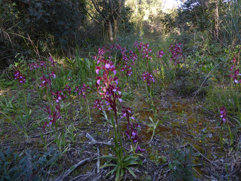 Anacamptis papilionacea ( e Anacamptis x gennarii)